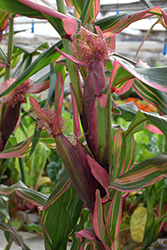 Variegated Ornamental Corn (Zea mays 'Variegata') at Lakeshore Garden Centres