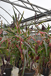 Variegated Ornamental Corn (Zea mays 'Variegata') at Lakeshore Garden Centres
