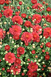 Flamingo Cranberry Red Chrysanthemum (Chrysanthemum 'Zanmuflamincran') at Lakeshore Garden Centres