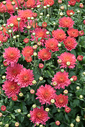 Flamingo Pink Chrysanthemum (Chrysanthemum 'Flamingo Pink') at Lakeshore Garden Centres