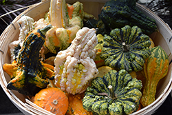 Beetlejuice Gourd (Cucurbita pepo 'Beetlejuice') at Lakeshore Garden Centres