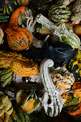 Autumn Wings Gourd (Cucurbita pepo 'Autumn Wings') at Lakeshore Garden Centres