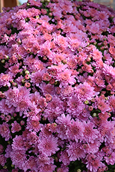 Ursula Lavender Chrysanthemum (Chrysanthemum 'Ursula Lavender') at Lakeshore Garden Centres