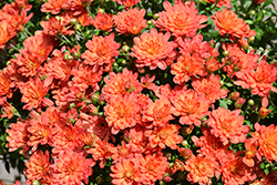 Jacqueline Orange Fusion Chrysanthemum (Chrysanthemum 'Jacqueline Orange Fusion') at Lakeshore Garden Centres