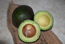 Reed Avocado (Persea americana 'Reed') at Lakeshore Garden Centres