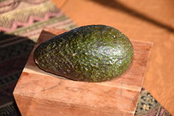 Carmen Hass Avocado (Persea americana 'Carmen Hass') at Lakeshore Garden Centres