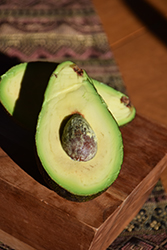 Fuerte Avocado (Persea americana 'Fuerte') at Lakeshore Garden Centres