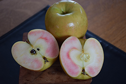 Pink Pearl Apple (Malus 'Pink Pearl') at Lakeshore Garden Centres