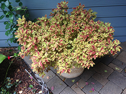 Terra Nova Marrakesh Coleus (Solenostemon scutellarioides 'Marrakesh') at Lakeshore Garden Centres