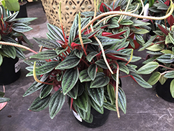 Rosso Peperomia (Peperomia caperata 'Rosso') at Golden Acre Home & Garden