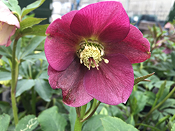 Royal Heritage Hellebore (Helleborus 'Royal Heritage') at Peter Knippel Garden Centre