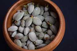 All-In-One Almond (Prunus dulcis 'All-In-One') at Lakeshore Garden Centres