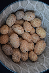 Peanut (Arachis hypogaea) at Lakeshore Garden Centres