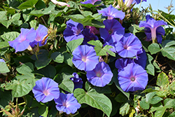 Heavenly Blue Morning Glory (Ipomoea tricolor 'Heavenly Blue') at Peter Knippel Garden Centre