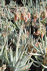 Flavida Finger Aloe (Cotyledon orbiculata 'Flavida') at Lakeshore Garden Centres