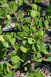 Large Leaf Elephant Food (Portulacaria afra 'Macrophylla') at Lakeshore Garden Centres