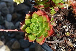 Letizia Sedeveria (Sedeveria 'Letizia') at Lakeshore Garden Centres