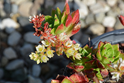 Letizia Sedeveria (Sedeveria 'Letizia') at Lakeshore Garden Centres