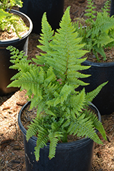 Lace Fern (Microlepia strigosa) at Lakeshore Garden Centres