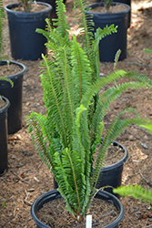 Sword Fern (Nephrolepis cordifolia) at Lakeshore Garden Centres