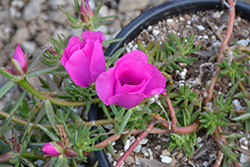 Cerise Portulaca (Portulaca grandiflora 'Cerise') at Lakeshore Garden Centres
