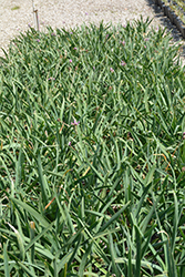 Sweet Garlic (Tulbaghia simmleri) at Lakeshore Garden Centres