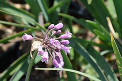 Sweet Garlic (Tulbaghia simmleri) at Lakeshore Garden Centres