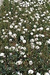 Sea Foam Rose (Rosa 'Sea Foam') at Lakeshore Garden Centres