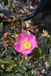 Elsie California Rose (Rosa californica 'Elsie') at Lakeshore Garden Centres