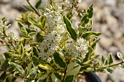 Variegated Chinese Privet (Ligustrum sinense 'Variegatum') at Lakeshore Garden Centres