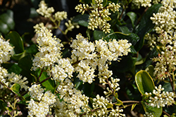 Texanum Japanese Privet (Ligustrum japonicum 'Texanum') at Lakeshore Garden Centres