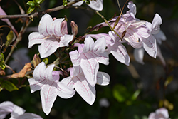 Forest Bell Bush (Mackaya bella) at Lakeshore Garden Centres