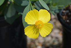 Island Bush Poppy (Dendromecon harfordii) at Lakeshore Garden Centres