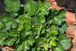 Santa Ana Cardinal Coral Bells (Heuchera 'Santa Ana Cardinal') at Lakeshore Garden Centres