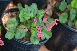 Santa Ana Cardinal Coral Bells (Heuchera 'Santa Ana Cardinal') at Lakeshore Garden Centres