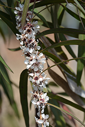 Burgundy Peppermint Willow (Agonis flexuosa 'Burgundy') at Lakeshore Garden Centres