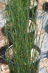 Small Cape Rush (Chondropetalum tectorum) at Lakeshore Garden Centres