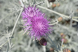 Velvet Centaurea (Centaurea gymnocarpa) at Lakeshore Garden Centres