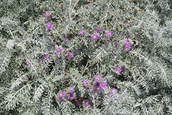 Velvet Centaurea (Centaurea gymnocarpa) at Lakeshore Garden Centres