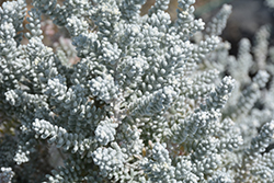 Pearl Bluebush (Maireana sedifolia) at Lakeshore Garden Centres