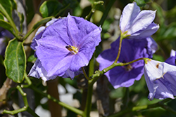 Giant Potato Creeper (Solanum wendlandii) at Lakeshore Garden Centres