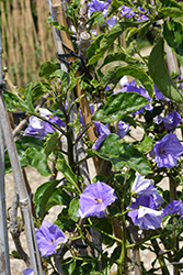 Giant Potato Creeper (Solanum wendlandii) at Lakeshore Garden Centres