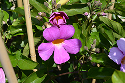 Royal Trumpet Vine (Distictis 'Rivers') at Lakeshore Garden Centres