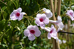 Pink Bower Vine (Pandorea jasminoides 'Rosea') at Lakeshore Garden Centres