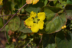 Orchid Vine (Stigmaphyllon ciliatum) at Lakeshore Garden Centres