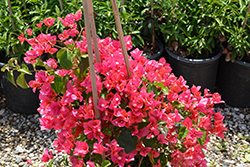 James Walker Bougainvillea (Bougainvillea 'James Walker') at Lakeshore Garden Centres