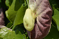 Giant Dutchman's Pipe (Aristolochia gigantea) at Lakeshore Garden Centres