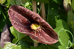 Giant Dutchman's Pipe (Aristolochia gigantea) at Lakeshore Garden Centres