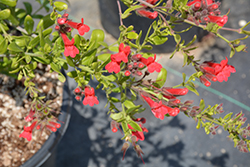 Bocarosa Island Snapdragon (Galvezia speciosa 'Bocarosa') at Lakeshore Garden Centres
