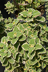 Aureus Variegatus Plectranthus (Plectranthus forsteri 'Aureus Variegatus') at Lakeshore Garden Centres